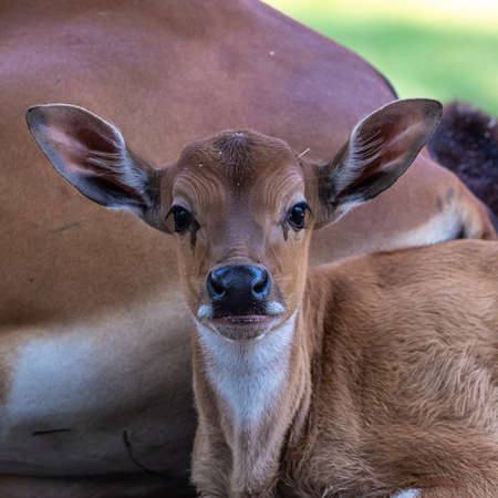 Baby Banteng, Bos javanicus or Red Bull It is a type of wild cattle But there are key characteristics that are different from cattle and bison: A white band bottom in both males and females.の写真素材