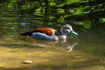 The Ruddy Duck, Oxyura jamaicensis, is a duck from North America and one of the stiff-tailed ducks.