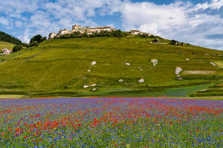 Lentil flowering with poppies and cornflowers in Castelluccio di Norcia, national park sibillini mountains, Italy, Europeの写真素材