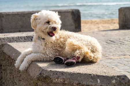 Poodle at La Caleta beach in Cadiz, Andalucia, Spain in Europe