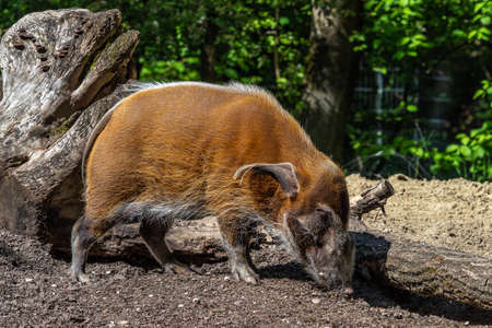 Red river hog, Potamochoerus porcus, also known as the bush pig. This pig has an acute sense of smell to locate food underground.の写真素材