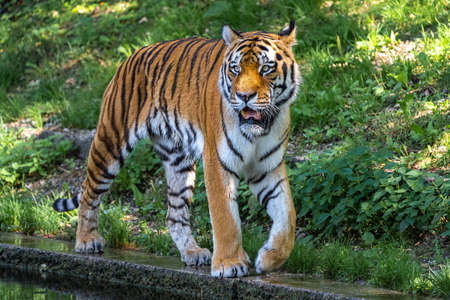 The Siberian tiger,Panthera tigris altaica is the biggest cat in the worldの写真素材