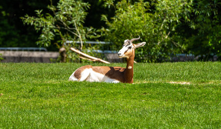 Dama gazelle, Gazella dama mhorr or mhorr gazelle is a species of gazelle. lives in Africa in the Sahara desert and the Sahel and browses on desert shrubs and acaciaの写真素材