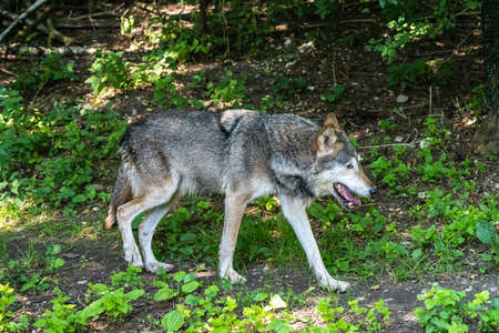 The wolf, Canis lupus, also known as the grey wolf or timber wolf is a canine native to the...