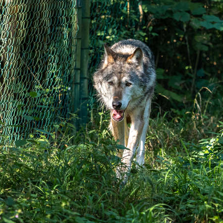 The wolf, Canis lupus, also known as the grey wolf or timber wolf is a canine native to the...
