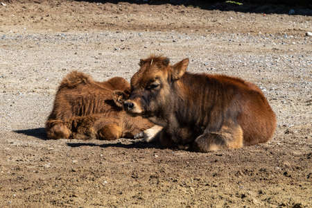 Young baby Heck cattle, Bos primigenius taurus, claimed to resemble the extinct aurochs.の写真素材