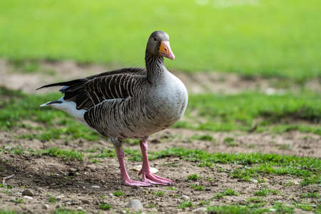 The greylag goose, Anser anser is a species of large goose in the waterfowl family Anatidae and the type species of the genus Anser.の写真素材