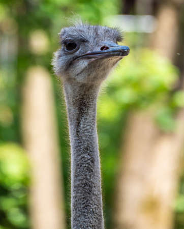 The common ostrich, Struthio camelus, or simply ostrich, is a species of large flightless bird native to Africa. It is one of two extant species of ostrichesの写真素材