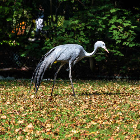 The Blue Crane, Grus paradisea, is an endangered bird specie endemic to Southern Africa. It is the national bird of South Africaの写真素材