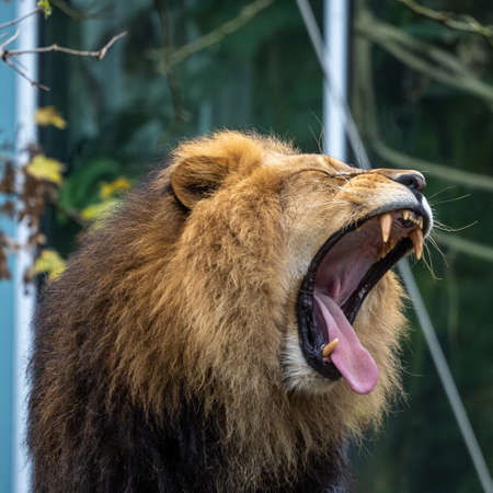 The lion, Panthera leo is one of the four big cats in the genus Panthera and a member of the family Felidae.の写真素材