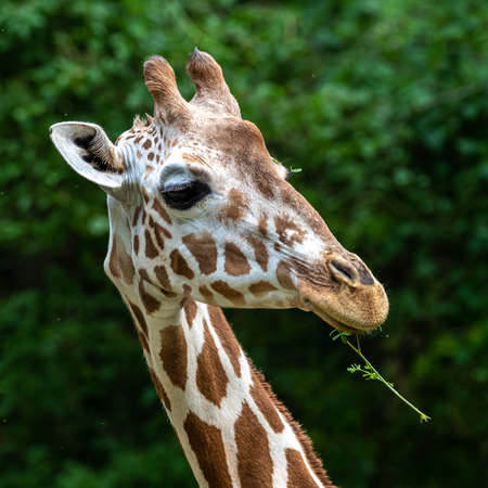 The giraffe, Giraffa camelopardalis is an African even-toed ungulate mammal, the tallest of all extant land-living animal species, and the largest ruminant.の写真素材