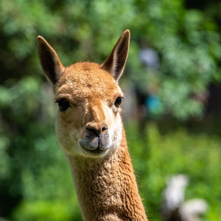 Vicunas, Vicugna Vicugna, relatives of the llama which live in the high alpine areas of the Andes