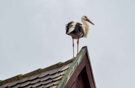Storks in Oettingen, Donau-Ries in Swabia, Bavaria Germany.の写真素材