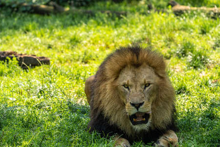 The lion, Panthera leo is one of the four big cats in the genus Panthera and a member of the family Felidae.の写真素材