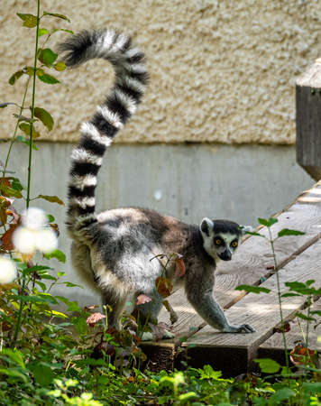 The ring-tailed lemur, Lemur catta is a large strepsirrhine primate and the most recognized lemur...