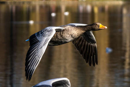 The greylag goose, Anser anser is a species of large goose in the waterfowl family Anatidae and the...