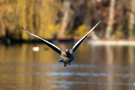 The greylag goose, Anser anser is a species of large goose in the waterfowl family Anatidae and the type species of the genus Anser. Here flying in the air.の写真素材