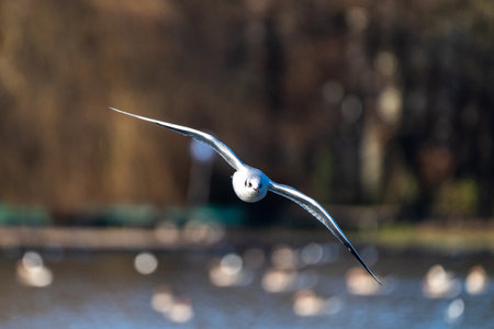 The European Herring Gull, Larus argentatus is a large gull, One of the best known of all gulls along the shores of western Europe. Here flying in the air.の写真素材
