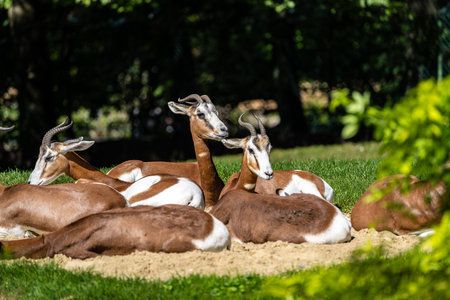 Dama gazelle, Gazella dama mhorr or mhorr gazelle is a species of gazelle. lives in Africa in the Sahara desert and the Sahel and browses on desert shrubs and acaciaの写真素材