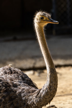 North African ostrich, Struthio camelus in Jerez de la Frontera, Andalusia in Spain