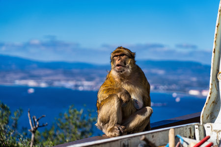 Close up of a wild macaque or Gibraltar monkey, one of the most famous attractions of the British overseas territory.の写真素材