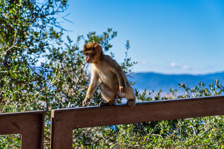 Close up of a wild macaque or Gibraltar monkey, one of the most famous attractions of the British overseas territory.の写真素材