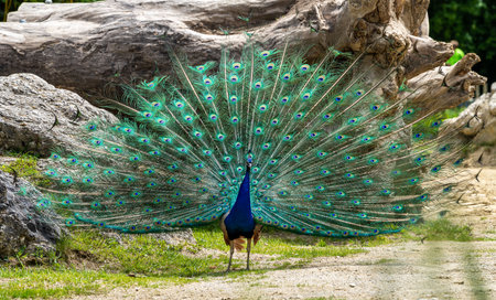The Indian peafowl or blue peafowl, Pavo cristatus is a large and brightly coloured bird, is a species of peafowl native to South Asia, but introduced in many other parts of the world.の写真素材