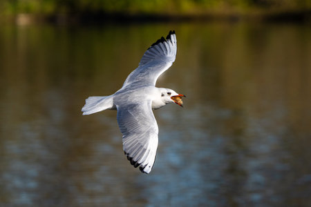 The European Herring Gull, Larus argentatus is a large gull, One of the best known of all gulls...