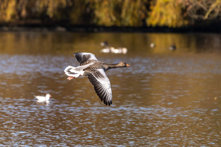 The greylag goose, Anser anser is a species of large goose in the waterfowl family Anatidae and the type species of the genus Anser. Here flying in the air.の写真素材