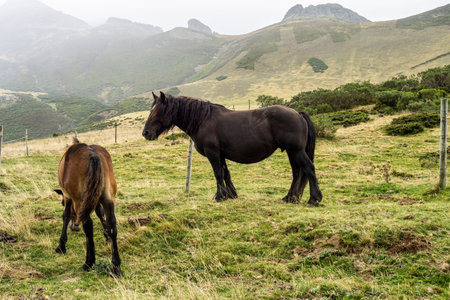 Landscape with horses on the road of the Picos de Europa, Asturias and Cantabria in Spainの写真素材