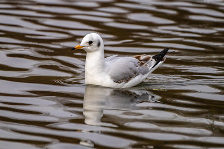The European Herring Gull, Larus argentatus is a large gull, One of the best known of all gulls...