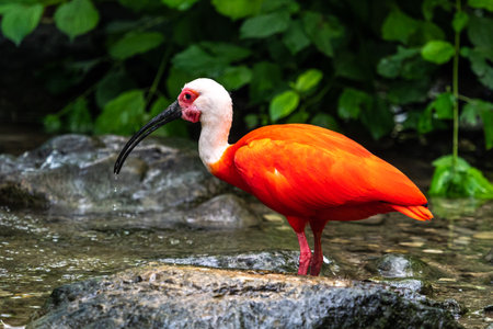The Scarlet ibis, Eudocimus ruber is a species of ibis in the bird family Threskiornithidae. It inhabits tropical South America and islands of the Caribbean.の写真素材