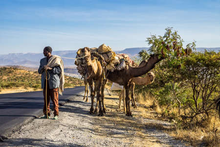 Lalibela, Ethiopia - Feb 12, 2020: Ethiopian people seen on the road from Lalibela to Gheralta, Tigray in Northern Ethiopia, Africa. Man with camelのeditorial素材