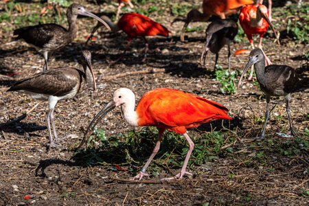 The Scarlet ibis, Eudocimus ruber is a species of ibis in the bird family Threskiornithidae. It inhabits tropical South America and islands of the Caribbean.の写真素材
