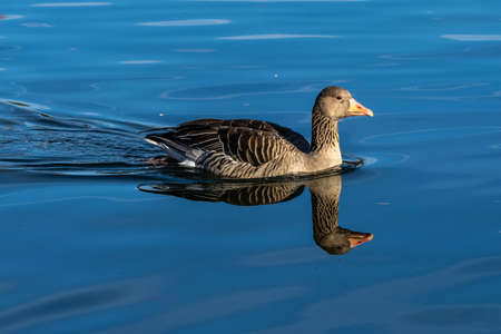 The greylag goose, Anser anser is a species of large goose in the waterfowl family Anatidae and the type species of the genus Anser.の写真素材