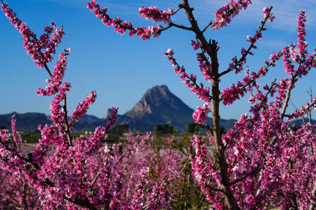 Peach blossom in Cieza, Mirador El Horno. Photography of a blossoming of peach trees in Cieza in the Murcia region. Peach, plum and nectarine trees. Spainの写真素材