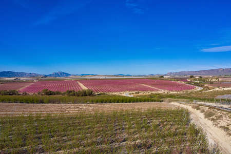 Peach blossom in Ascoy near Cieza. Photography of a blossoming of peach trees in Cieza in the Murcia region. Peach, plum and nectarine trees. Spainの写真素材