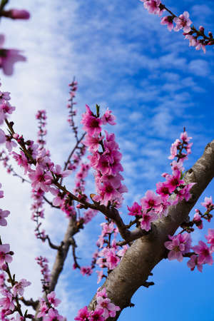 Peach blossom in Ascoy. Photography of a blossoming of peach trees in Cieza in the Murcia region....