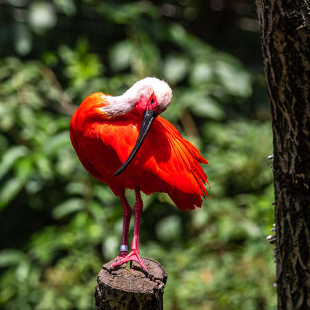 The Scarlet ibis, Eudocimus ruber is a species of ibis in the bird family Threskiornithidae. It inhabits tropical South America and islands of the Caribbean.の写真素材