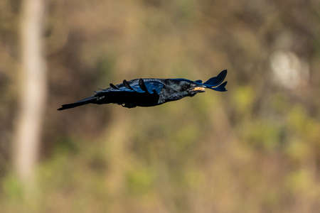 The Common Raven, Corvus corax is flying in the autumn color background at Kleinhesseloher Lake in...