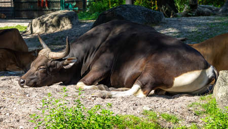 Banteng, Bos javanicus or Red Bull It is a type of wild cattle But there are key characteristics that are different from cattle and bison: A white band bottom in both males and females.の写真素材