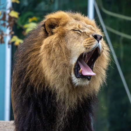 The lion, Panthera leo is one of the four big cats in the genus Panthera and a member of the family Felidae.の写真素材