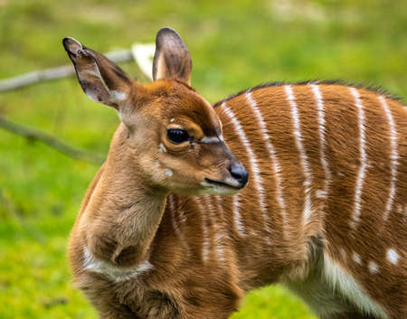 A young baby nyala. Tragelaphus angasii is a spiral-horned antelope native to Southern Africa. It is a species of the family Bovidae and genus Nyala, also considered to be in the genus Tragelaphus.の写真素材