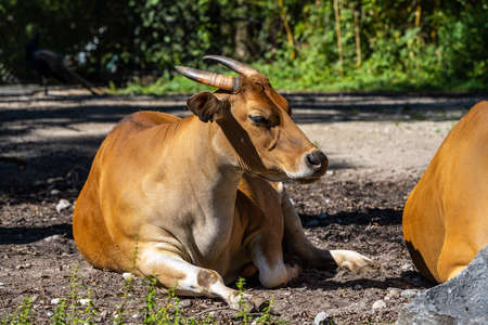 Banteng, Bos javanicus or Red Bull It is a type of wild cattle But there are key characteristics that are different from cattle and bison: a white band bottom in both males and females.の写真素材