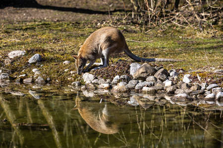 The agile wallaby, Macropus agilis also known as the sandy wallaby is a species of wallaby found in...