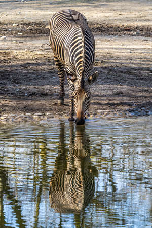 The Hartmann's mountain zebra, Equus zebra hartmannae is a subspecies of the mountain zebra found in far south-western Angola and western Namibia.の写真素材