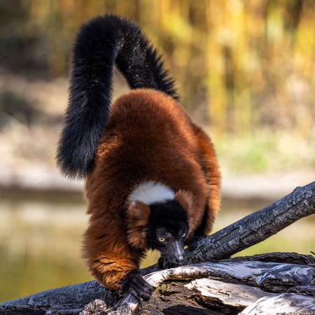 The red ruffed lemur, Varecia rubra is one of two species in the genus Varecia, the ruffed lemurs
