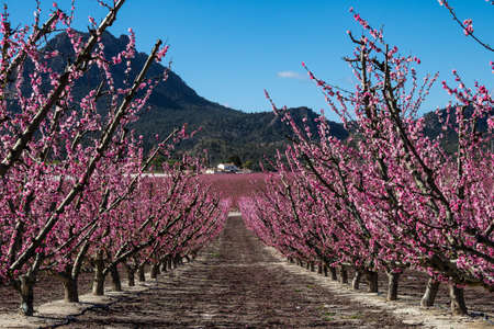 Peach blossom in Cieza, Mirador El Horno. Photography of a blossoming of peach trees in Cieza in the...