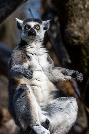 The ring-tailed lemur, Lemur catta is a large strepsirrhine primate and the most recognized lemur...