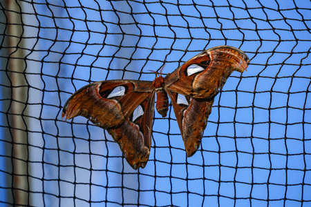 Atlas moth, Attacus atlas, these are the largest moths in the world with a wingspan from 10-12...